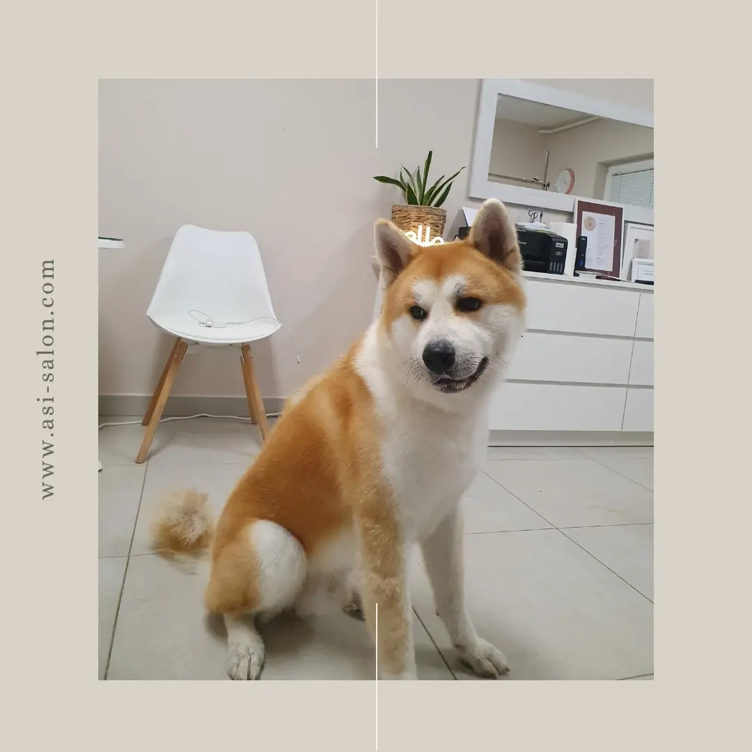 Uređena shiba u Salonu ASI